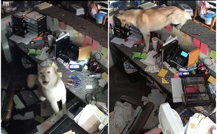 Perrito causa estragos en el refugio donde estaba y se viraliza en redes