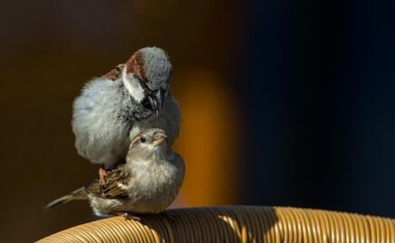 ¿Cómo duermen los pájaros?; bióloga explica