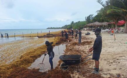 Marina recolecta 16 mil toneladas de sargazo en Quintana Roo; mantiene despliegue de casi 200 elementos