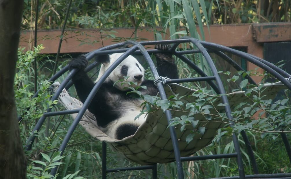 El nombre de Xin Xin significa “Esperanza”, y su presencia da evidencia de cómo estos centros de conservación han evolucionado. Foto: Especial