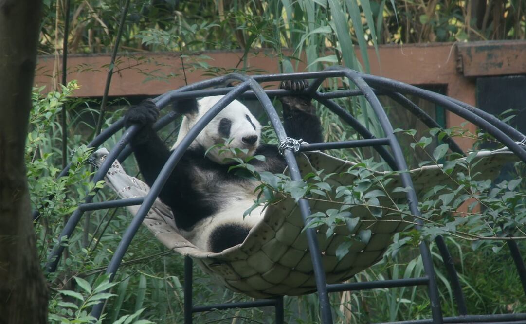 El nombre de Xin Xin significa “Esperanza”, y su presencia da evidencia de cómo estos centros de conservación han evolucionado. Foto: Especial