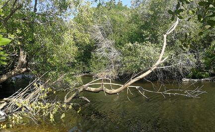 Unesco destaca el papel clave de los sitios del Patrimonio Mundial Marino