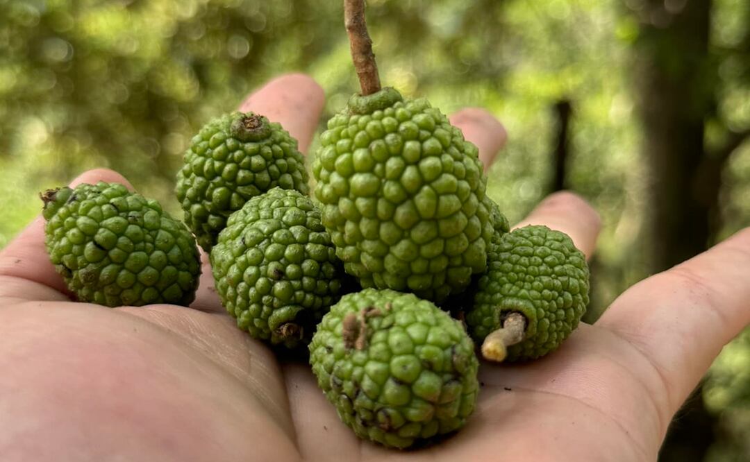 Guasimo. Foto: Los Gamda Medicinales / Facebook