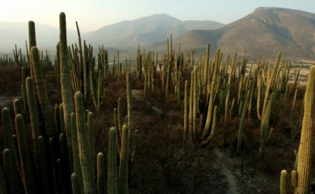 7 maravillas naturales de Oaxaca que debes visitar al menos una vez
