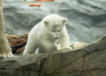 Nace “Nur”, el primer oso polar de América Latina; nacimiento ocurrió en acuario de Brasil