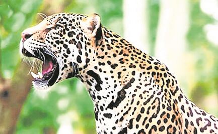 PVEM pide cancelar permisos para que animales silvestres sean mascotas o especies de compañía