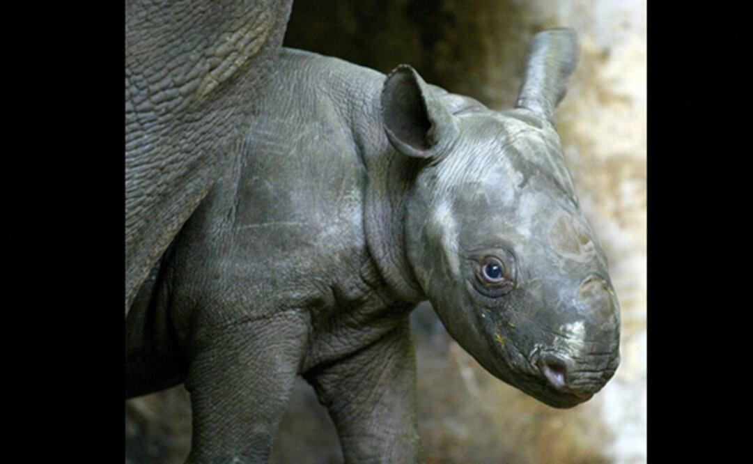 (FOTO: Archivo/EL UNIVERSAL)