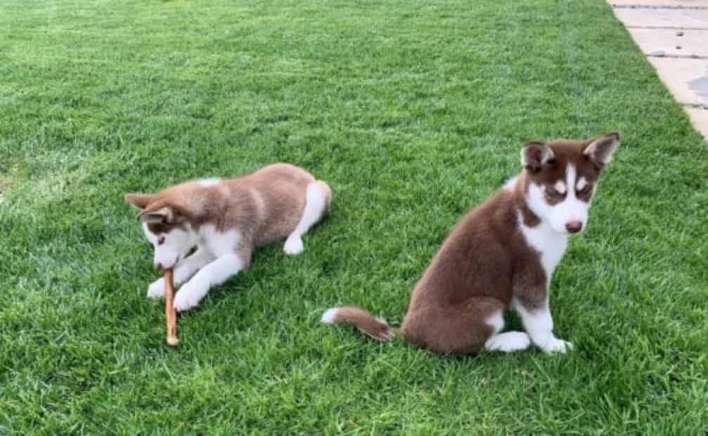 Perros de Leonardo DiCaprio hicieron travesuras en set; el actor los rescató de un lago 