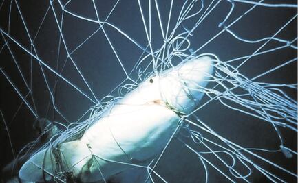 Más del 70% de tiburones y rayas desaparecieron de los océanos en 48 años