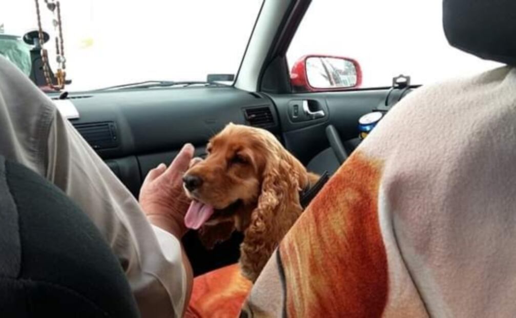 De cuánto es la multa de tránsito por llevar a tu perro en el auto