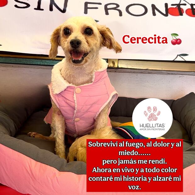 Cereza. Foto: Huellitas, amor sin fronteras