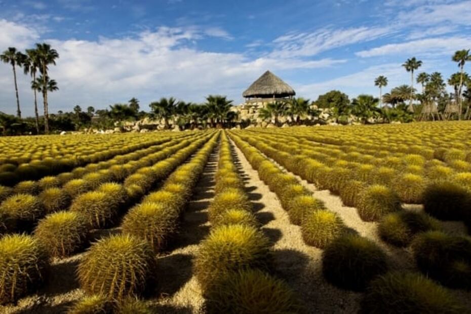 Estos son los jardines botánicos de México que debes visitar en primavera