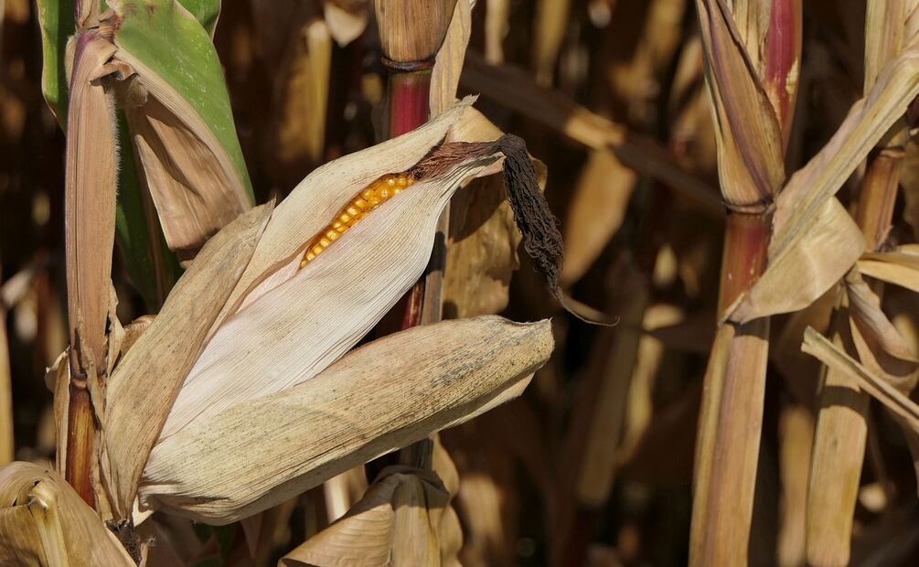 ¿Cómo envolver los tamales? Foto: Uschi_Du / Pixabay