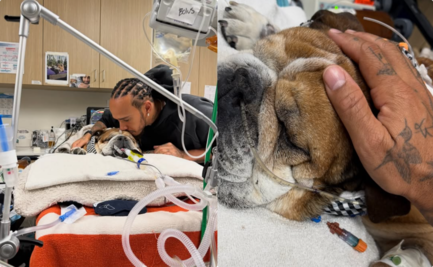 Lewis Hamilton enfrenta momentos difíciles; su perro, Roscoe, se encuentra en coma