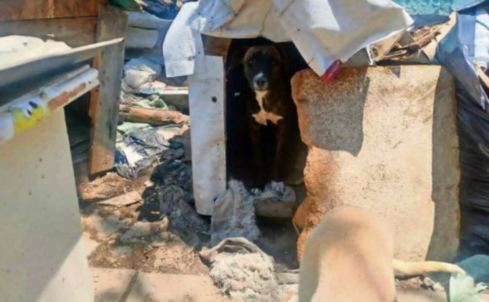 Detienen a 2 sujetos que por 10 años criaban perritos y los vendían en tacos en Tultitlán