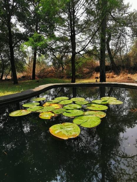 Qué días abre el Jardín Botánico de CU de la UNAM