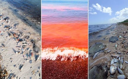 Confirman marea roja en la costa yucateca; hay veda para todas las especies marinas entre Progreso y Celestún