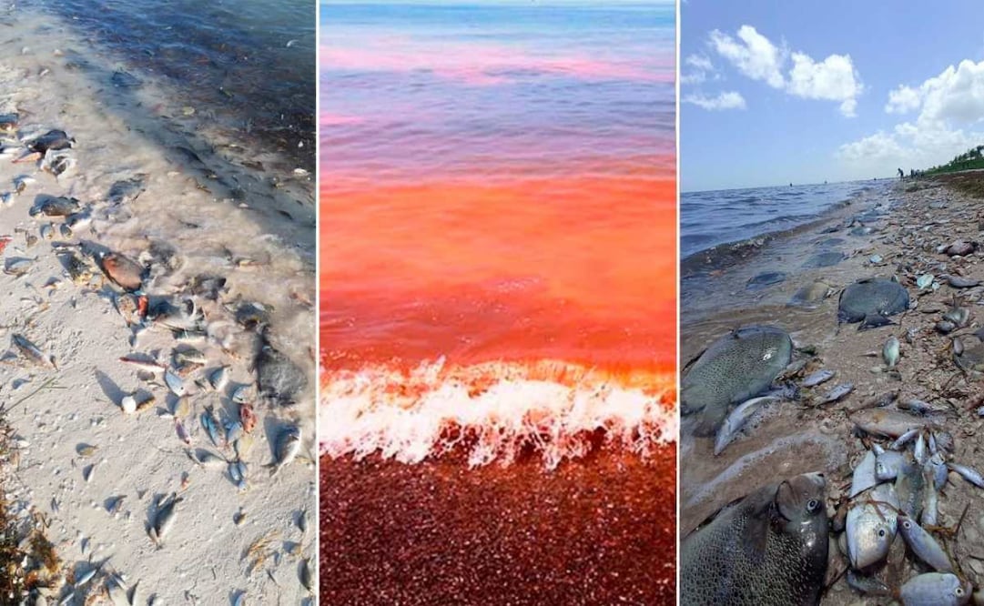 Confirman marea roja en la costa yucateca (12/08/2025). Foto: Especial