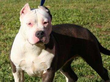 Perro pitbull mata a su dueña en Salamanca, Guanajuato