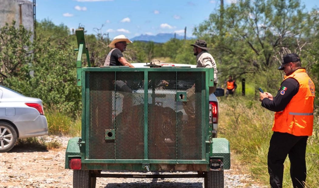 Capturan a tigre de 11 meses de edad que había escapado, en el municipio de Salinas Victoria, Nuevo León, el 25 de junio de 2025. Foto: especial