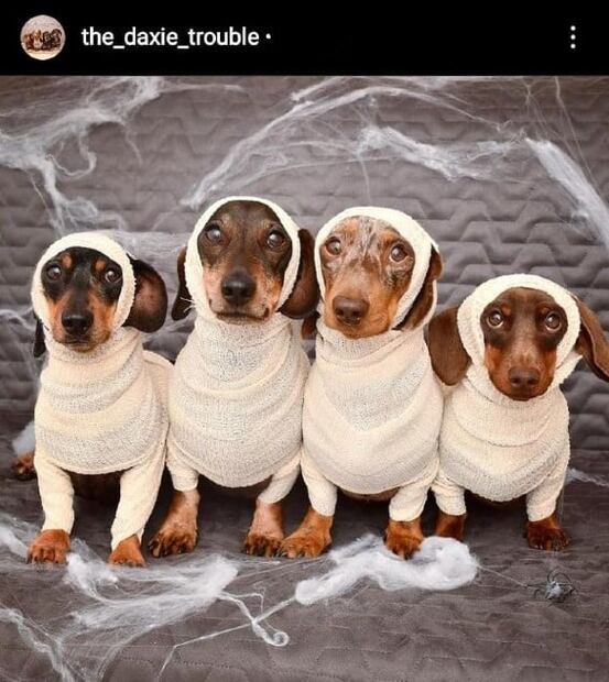 Los disfraces de Halloween más adorables para tu mascota