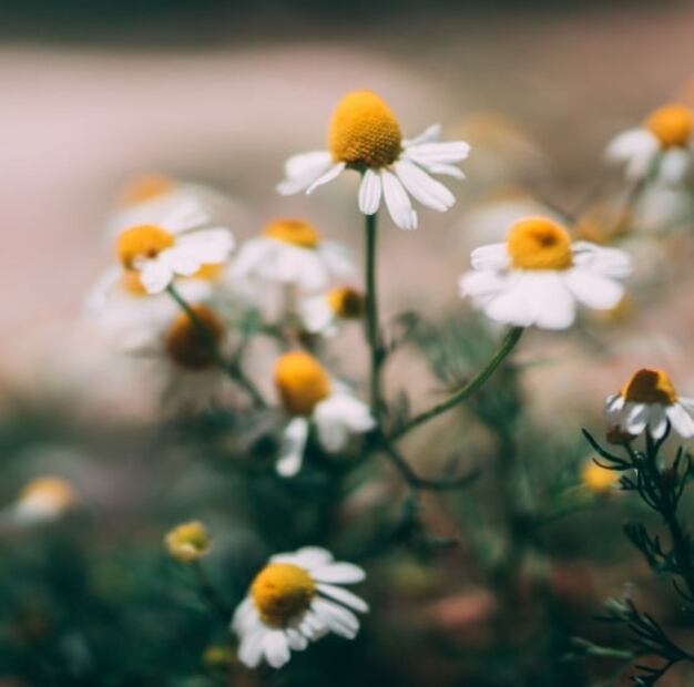 Truco para revitalizar tus pestañas con manzanillas