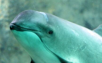 Descubre los motivos por los que la vaquita marina se encuentra en peligro de extinción