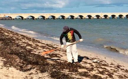 Investigadores y académicos advierten afluencia de sargazo en Yucatán