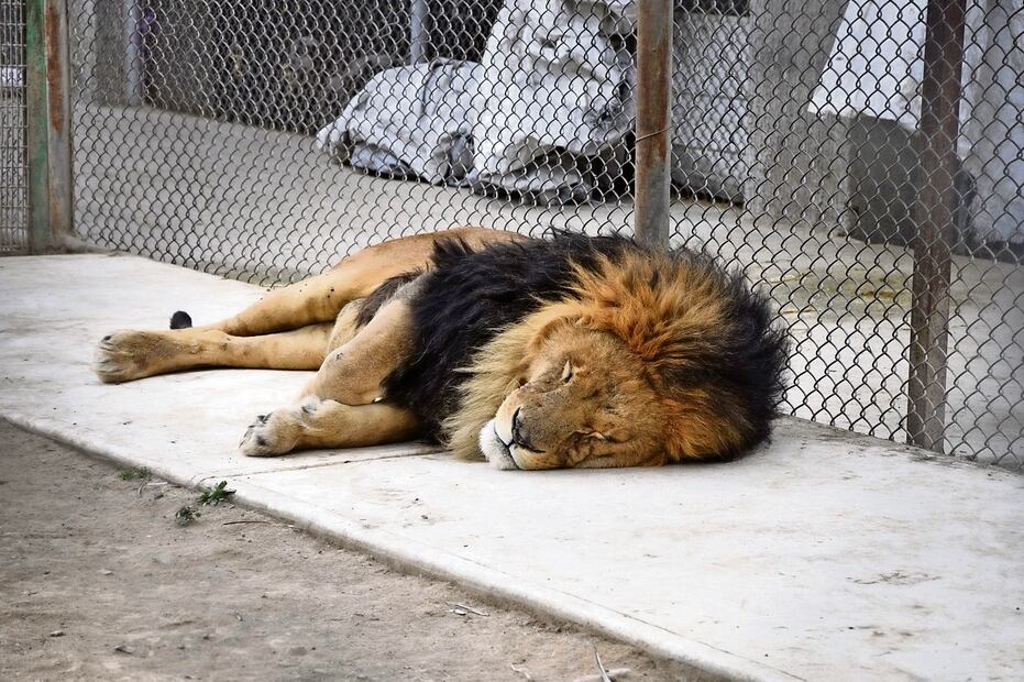 En el lugar denominado RESICA, los elementos de la Secretaría de Seguridad mexiquense también hallaron ocho leones. Foto Especial
