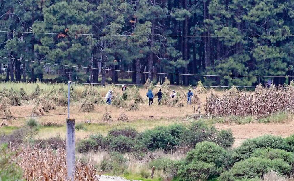 Los productores realizan sus actividades con el miedo de que integrantes del crimen organizado les exijan cuotas. Foto: Alejandro Vargas / EL UNIVERSAL