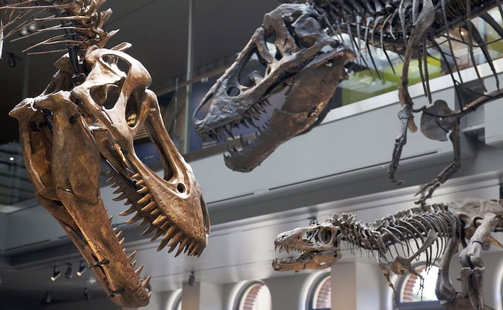 Entre las especies desaparecidas en la extinción masiva del Cretácico-Paleógeno estuvieron los dinosaurios no aviares, pterosaurios, plesiosaurios, ammonites y mosasaurios. Foto: Kayte Deioma/Xinhua.