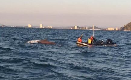 Rescatan a ballena jorobada con cuerda atada en la cola 