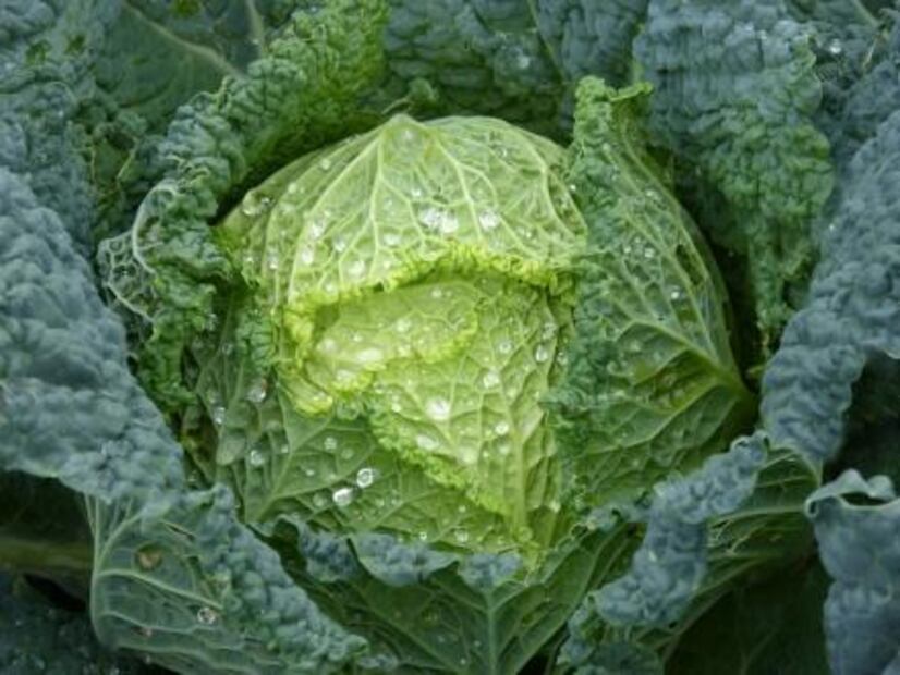 7 alimentos que deben comer los niños vegetarianos