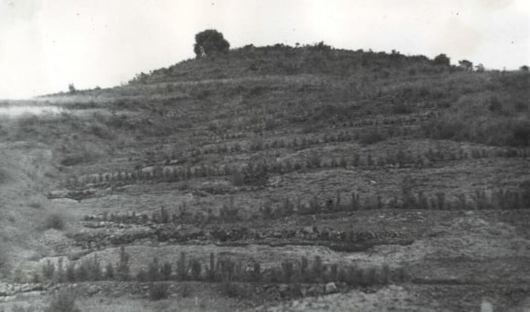 El bosque que nació por una fábrica de papel