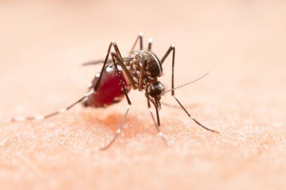Mosquito Aedes aegypti, transmisor del dengue. Fuente: Freepik.