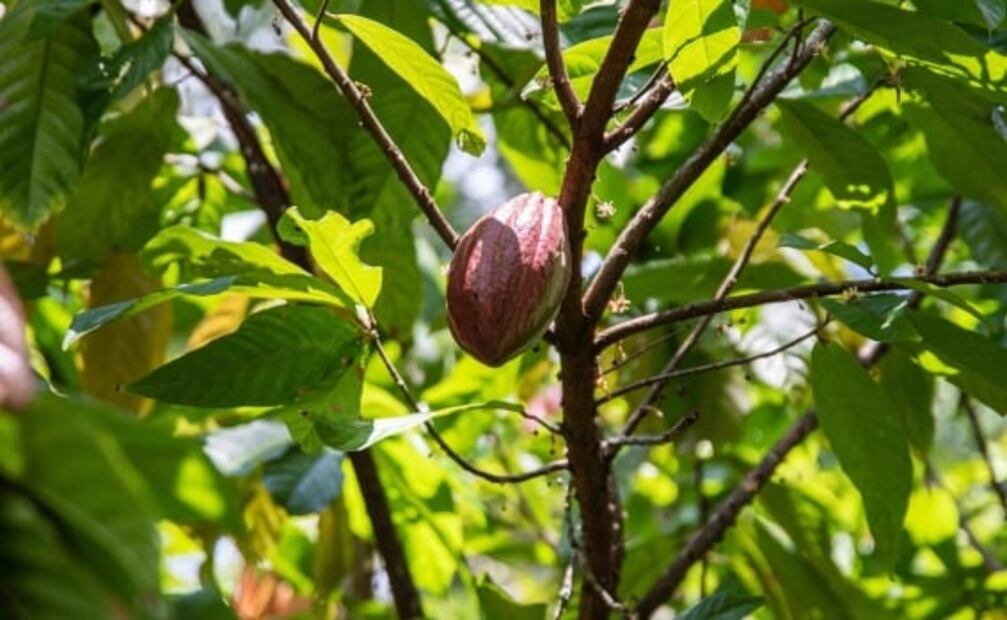 Tabasco, la cuna del cacao en México