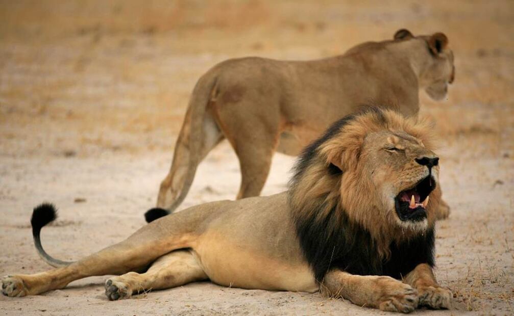 El famoso león Cecil fue obligado a salir con engaños del parque Hwange. Primero lo hirieron con arco y flecha, después lo remataron con un arma de fuego, según defensores de la fauna en Zimbabue. Foto: Archivo