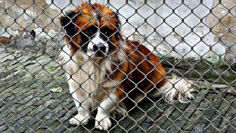 Eutanasia, captura y corridas de toros, de esto y más se trataba la Ley de Bienestar Animal de la CDMX