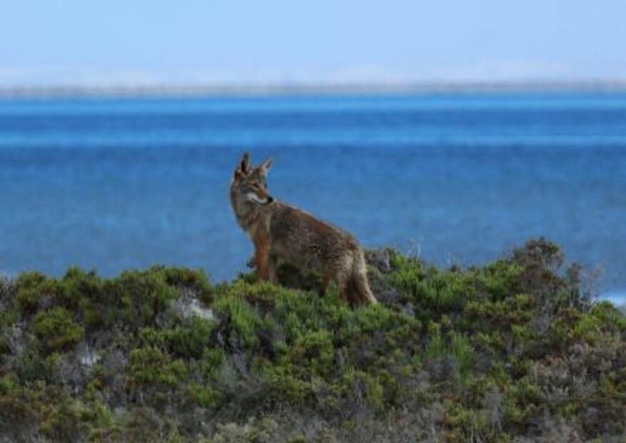 Los atractivos de la Reserva de la Biósfera El Vizcaíno que debes conocer