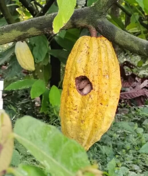 Este chocolate es elaborado con ayuda de un pájaro carpintero