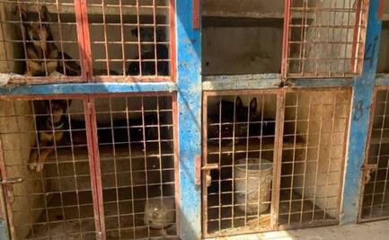 Investigan presunta perrera clandestina en Hidalgo; activistas denuncian asesinato y tortura de animales