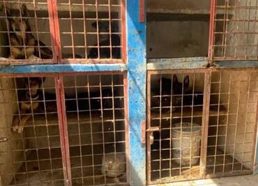 Investigan presunta perrera clandestina en Hidalgo; activistas denuncian asesinato y tortura de animales