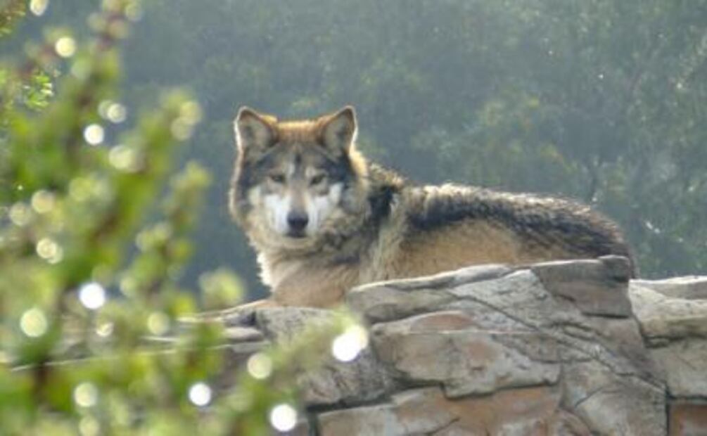 Fauna endémica de México está de fiesta