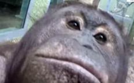 Esto pasa cuando un orangután usa una GoPro	