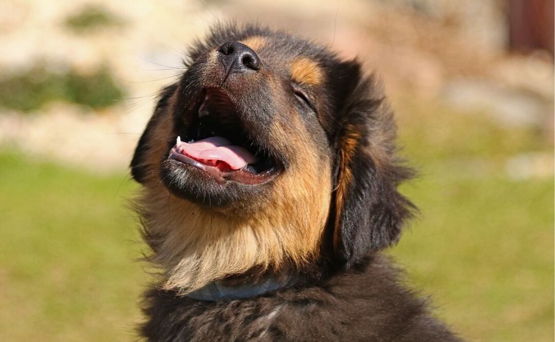 Perro y enfermedad de lyme. Fuente: Pixabay