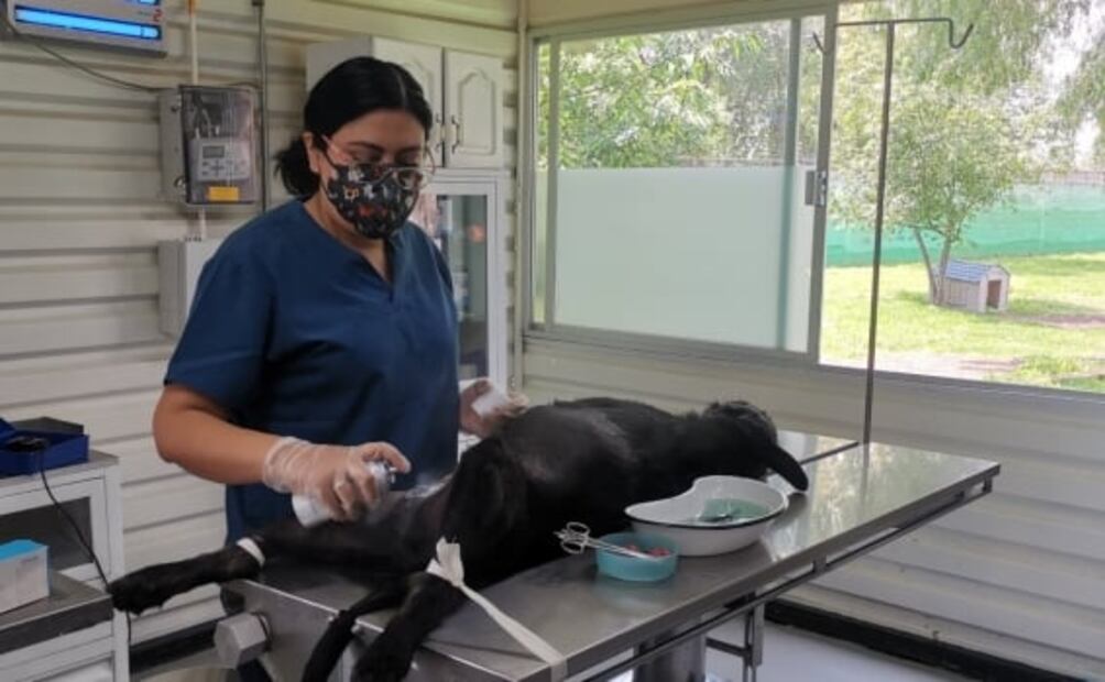 "Lomitos" gozan en el Centro de Transferencia Canina del Metro tras ser rescatados