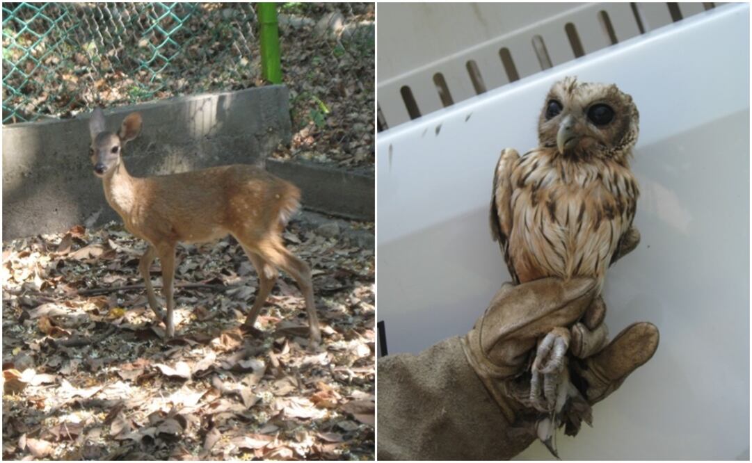 Los se encontraban en buenas condiciones físicas y de salud. /Especial - Profepa