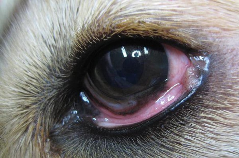 Tumores oculares en perros. Fuente: Freepik.