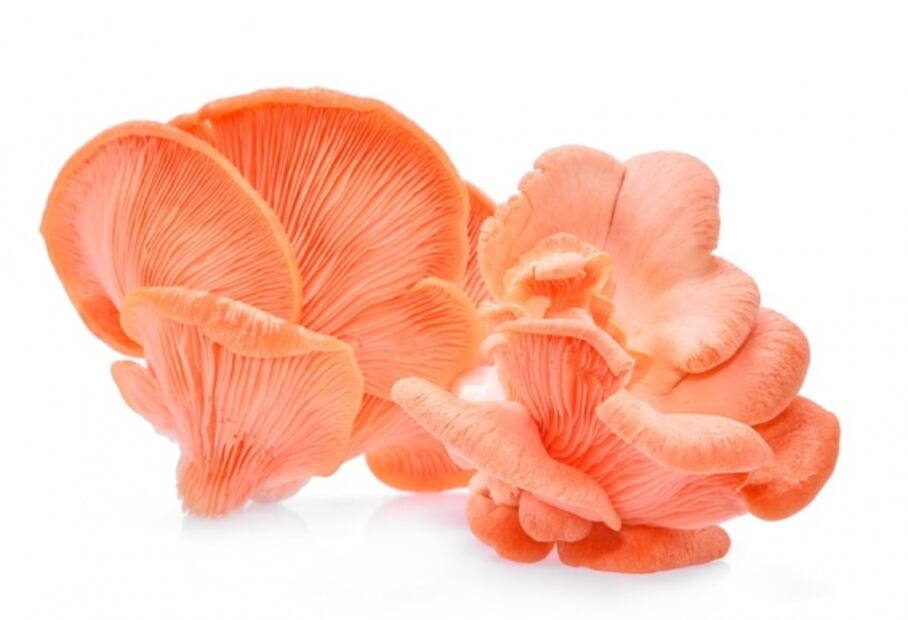 Hongos comestibles que debes de conocer