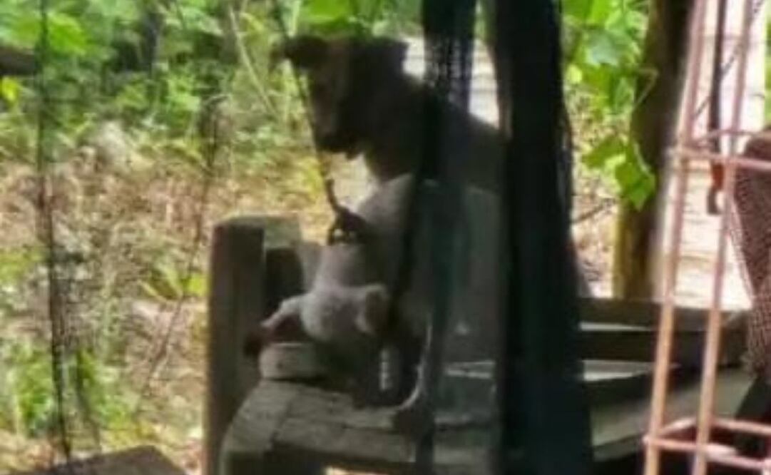Fueron rescatados dos cachorros en Motul, Yucatán, víctimas de presunto maltrato animal. Foto: Especial